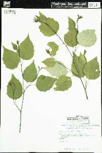 Betula cordifolia image