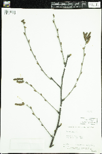 Media resource of Betula alleghaniensis