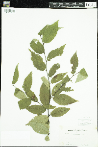 Thumbnail image of current specimen