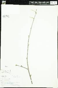 Thumbnail image of current specimen