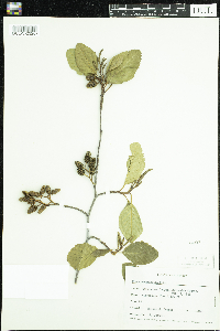 Alnus rhombifolia image