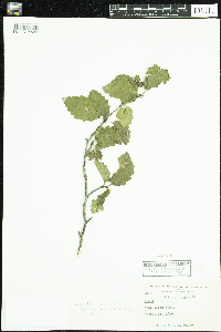Alnus incana subsp. tenuifolia image