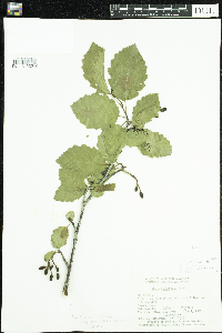 Alnus incana subsp. tenuifolia image