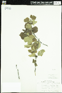 Alnus glutinosa image