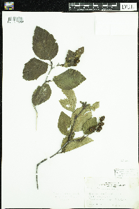 Alnus viridis subsp. crispa image