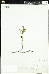 Alnus viridis subsp. crispa image