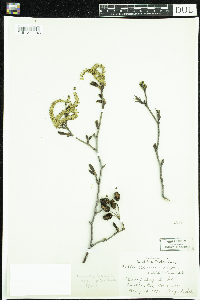 Alnus viridis subsp. crispa image