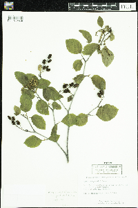 Alnus viridis subsp. crispa image