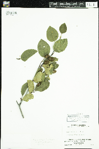 Alnus viridis subsp. crispa image