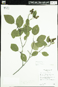 Alnus viridis subsp. crispa image