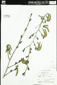 Alnus viridis subsp. crispa image