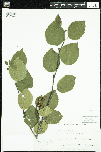 Alnus viridis subsp. crispa image
