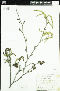 Alnus viridis subsp. crispa image