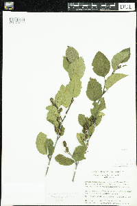 Media resource of Alnus viridis