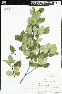 Alnus incana image