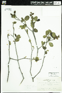 Alnus incana image