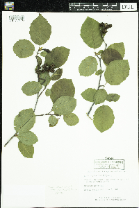 Alnus incana image