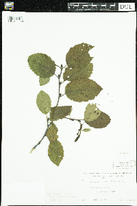 Alnus incana image