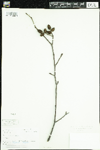 Alnus incana image