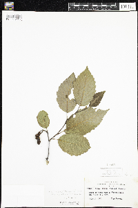 Alnus incana image