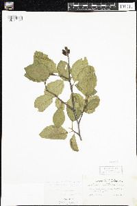 Alnus incana image