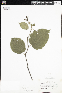 Media resource of Alnus incana