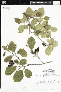 Alnus incana image