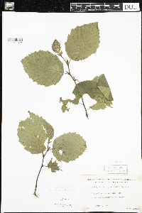 Alnus incana image