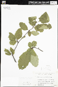 Alnus incana image