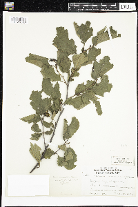 Alnus incana image