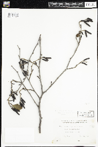 Alnus incana image