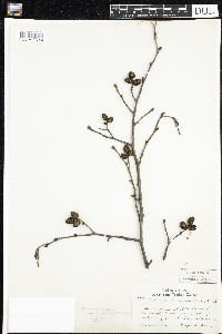 Alnus incana image