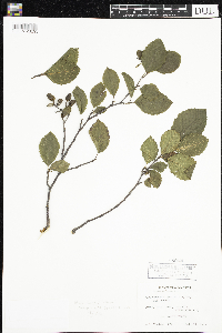 Alnus incana image