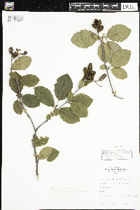 Alnus incana image