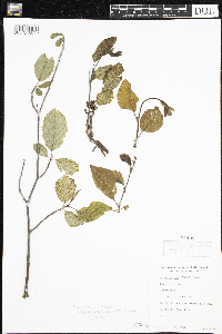 Alnus incana image