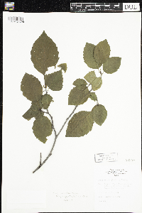 Alnus incana image