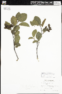 Alnus incana image