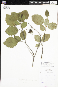 Alnus incana image