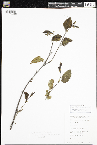 Alnus incana image