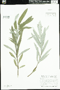 Salix candida image