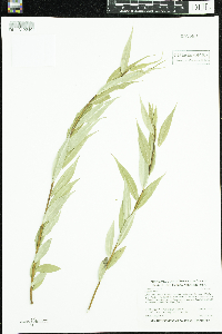 Salix lucida image