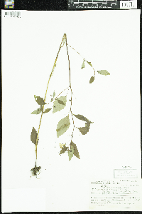 Media resource of Impatiens capensis