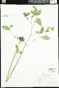 Impatiens capensis image