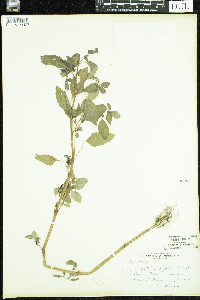 Impatiens capensis image