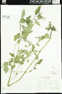 Impatiens capensis image