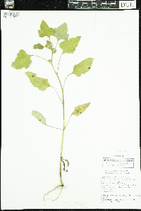 Xanthium strumarium image