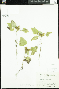 Xanthium strumarium image