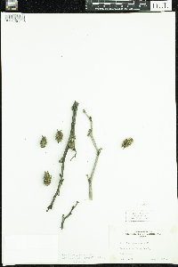 Xanthium strumarium image