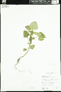 Xanthium strumarium image