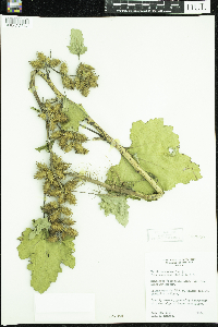Xanthium strumarium image